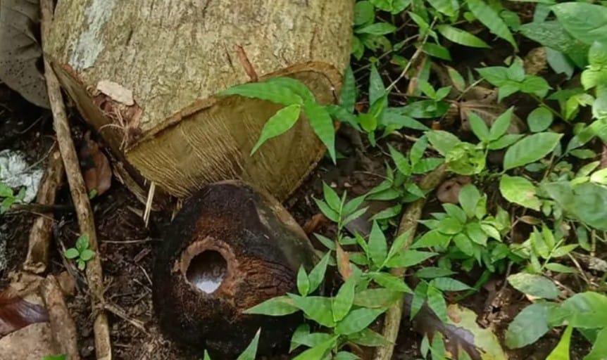 Polisi Selidiki Kasus Penebangan Ilegal di Pangandaran